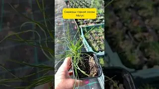 Горная сосна (саженцы) Мугус , на донашивание 1 г.