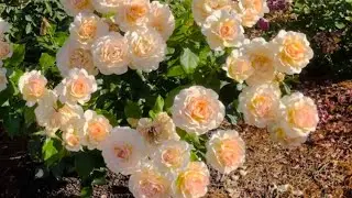 Chandos Beauty Rose Spring 2023
