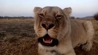 Lioness roars close-up. Львица ревет крупным планом