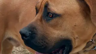 South African Boerbel. Training tutorial