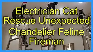 Electrician Cat Rescue Unexpected Chandelier Feline Fireman