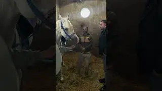 #ابراهيم_توفيق_عكاشه ♥️🐎😂📌جايين نتعلم سوا كيفيه تركيب سرج الحصان مع ناس ذو خبره #توفيق_عكاشه