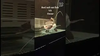 Redtail catfish vs Oscar || Fish Fights || Aggressive Monster Fish