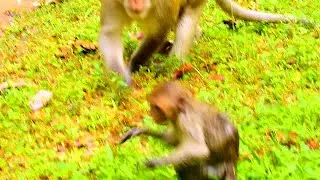 Poor pity baby Janna very Surprise when meet Aesoup, Janna scare Aesoup force mom Jane