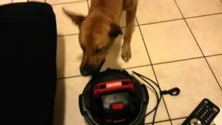 Dog attacks vacuum cleaner air!