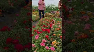portulaca flower pollination atfarm #shorts  #nature #gardening  #gardenflower #portulacaflower