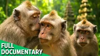 PRIMATE CONSPIRACY | The Lies That Built the Jungle