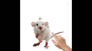 Terrible mouse vs cartoon cat, horror cat, the wolf, and cartoon dog☠️ (THIS SHAT IS A JOKE) #funny
