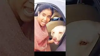 🔥our sweet memories💥 #shorts #cute #music #funniestanimals #ytshorts #dogshorts #petlover #doglover