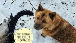 Пёс Кубик уплыл от меня в лес! Наверху решили, что нам ещё мало снега и начали отсыпать ещё