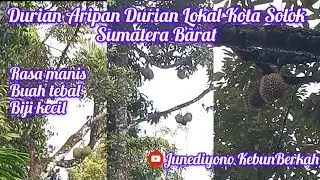 Durian Aripan Durian Khas Kota Solok Sumatera Barat