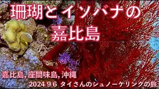 【#108 タイさんのシュノーケリングの旅 】珊瑚とイソバナの嘉比島, Tai's Journey