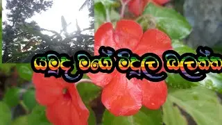 යමුද මගේ මිදුල බලන්න