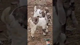 Funny Animal Sounds In Wildlife: Buffalo, Panda, Giraffe, Cow, Goat, Dog,... | Animal Moments#viral