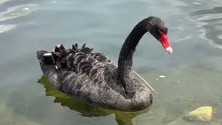 &ldquo;Black swan glides, then pauses to dip its neck for an algae breakfast 🌿🦢&rdquo; #blackswan #wildlife