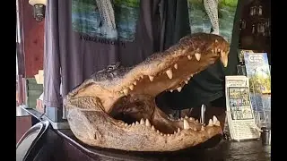 Everglades City Rod and Gun Club with Restaurant and Room Tour.
