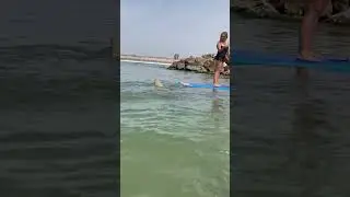 Paddleboarder knocked over by shark lands on its head 🦈 #shorts