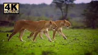 4K Ultra HD Video || Female lions are moving in their natural surrounds