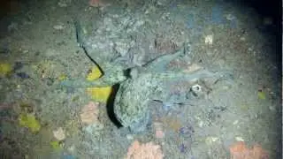GoPro 2 in Xlendi Cave