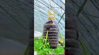 Cultivo de tomates al rev&eacute;s 😱