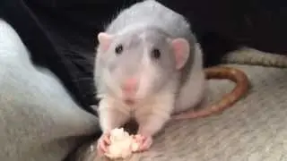Rat eating popcorn
