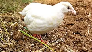 teetar voice | teetar awaz | white francolin teear sound | teetar ki awaaz
