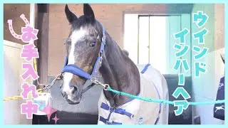 【拝謁】ウインドインハーヘア様のお手入れを映像に収めさせて頂きました