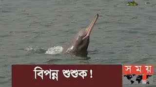বিলুপ্তির পথে গাঙ্গেয় ডলফিন | Halda River Dolphin | Somoy TV