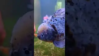 The MOST elegant & clumsy fish of all time | Fancy Goldfish #fancygoldfish #goldfish #aquarium #fish