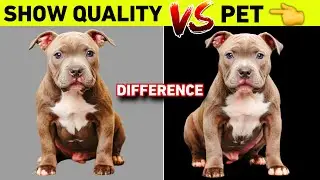 Can You Tell Which Dog Is Show Quality? | American Bully