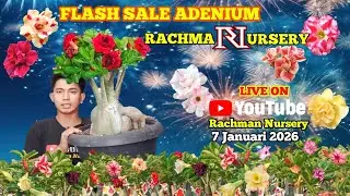 🔴 Live Flash Sale Adenium Bunga tumpuk Dan karakter (7 Januari 2026)#Rachmannursery #Adenium