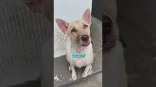 Galing Theopot #dog #dogoftheday #dogshort #theo