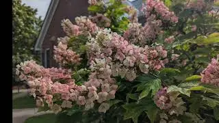 A year in the life of a Hydrangea bush with a Bass Flute