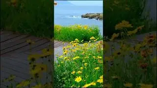 Mesmerizing Beautiful Flowers: Nature's Vibrant Colors in Full Bloom | #shorts