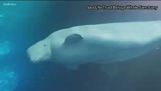 Two Beluga whales making a splash off coast of Iceland