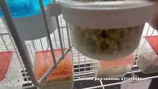NUEVOS NACIMIENTOS