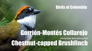 Gorri&oacute;n-Mont&eacute;s Collarejo (Arremon brunneinucha) Chestnut-capped Brushfinch