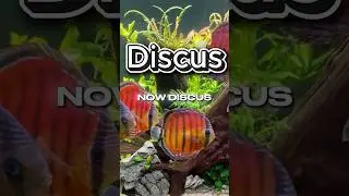 Discus Don&rsquo;t Crash Tanks &mdash; They Fade