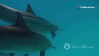 Amazing facts about dolphin brain