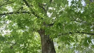 Proud Oak Tree