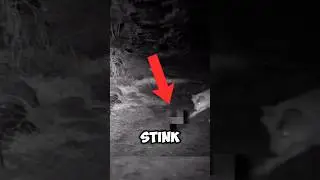 This animal can throw stinkbombs! ⚠️😳