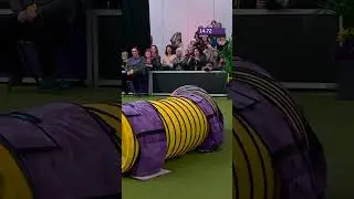 Gabby was FAST as lightning ⚡️ #westminsterdogshow