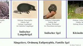 S&auml;ugetiere, Ordnung Eulipotyphla, Familie Igel mammal Langohrigel Wei&szlig;brustigel Rattenigel Yishama