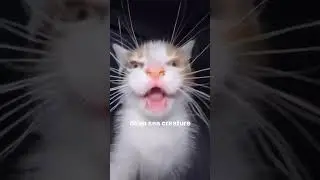 look how scary he is  - - - - credit: iluvkeda (dm for credit/removal) tags: #cursedcats #curse