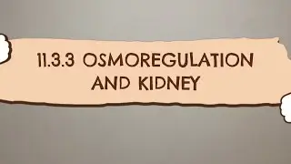 11.3.3 OSMOREGULATION AND KIDNEY