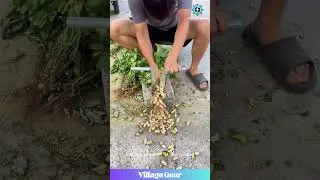 This Peanut Stripper Thingy is GENIUS! 😂 Farm Life Hacks 101! #peanuts #farminglife #diy #lifehack