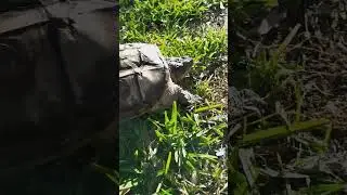 snapping turtle walking around. kpreptiles.💯🐢‼️