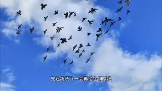 只要粮食到位鸽子可以一年四季不停的繁殖，真的太猛了 #鸽子爱好者  #养鸽人  #拍鸽子的日常