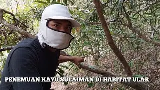 KAYU SULAIMAN DAUN SEKALIGUS BATANG