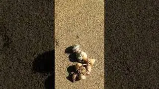 Watch this hermit crab find a cozy new home by the beach! #animals #crab #nature #seashell #sea